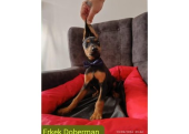 Doberman 5 erkek 1 dişi